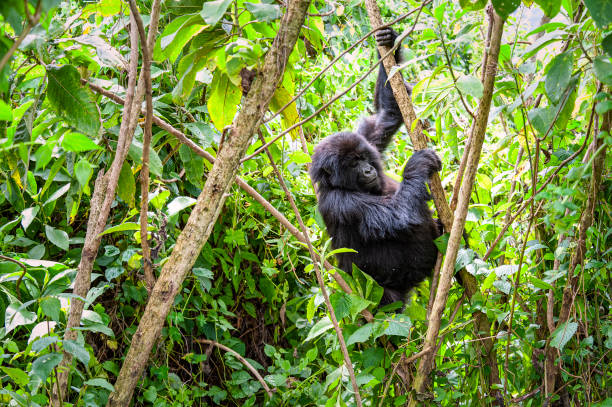 istock Mountain Gorilla (Gorilla beringei beringei) in the Virungas 1319735893