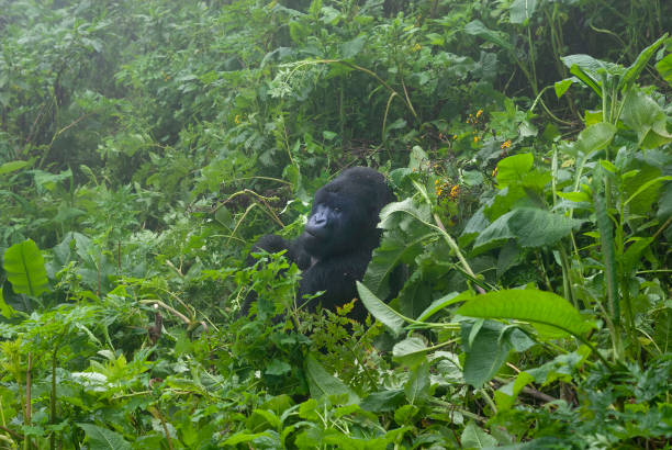 istock Mountain Gorilla (Gorilla beringei beringei) in the rain, Rwanda 1319735917