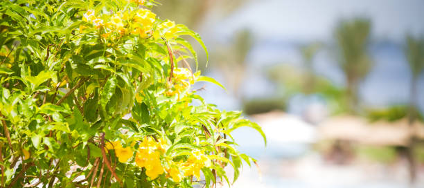 Tropical flowers in bloom summer background