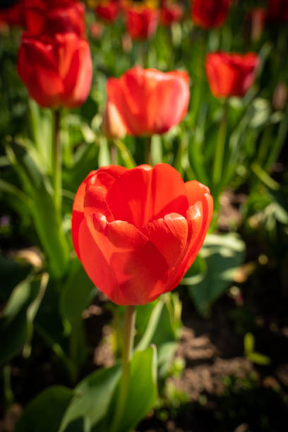 Red tulips in flower field