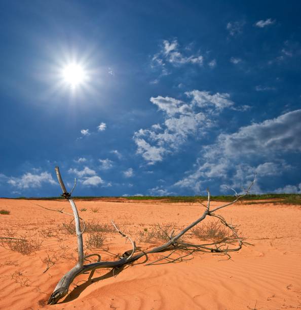 dry branch in a desert - friable imagens e fotografias de stock