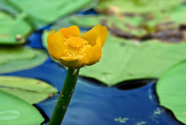 istock yellow lilly ol a lake 1319737768