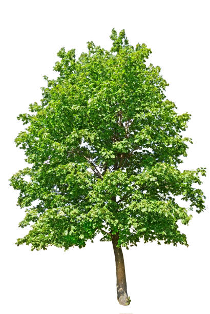 istock wonderful green tree on a white background 1319737776