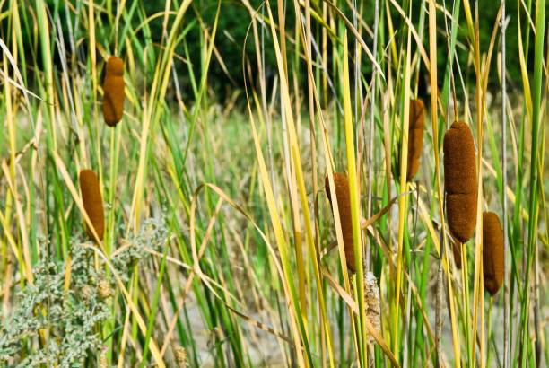 istock overgrew of  reed 1319737841