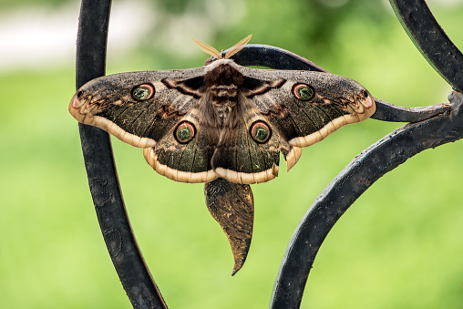 La mariposa más grande de Europa en términos de envergadura Saturnia pyri se sienta en una barandilla de hierro fundido photo
