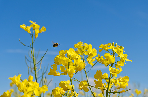 A bee landing on a rapeseed blossom