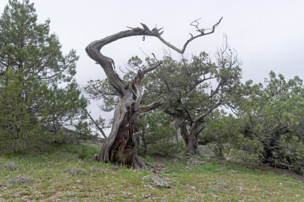 Dried relict treelike juniper with a bizarrely curved trunk. Dried relict treelike juniper (Juniperus excelsa) with a bizarrely curved trunk. Crimea. juniperus excelsa stock pictures, royalty-free photos & images