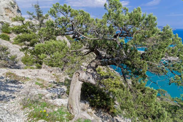 Old relict treelike juniper  with curved trunk. Old relict treelike juniper (Juniperus excelsa) with a twisted and curved trunk. Coastal rocks in Novy Svet, Crimea. juniperus excelsa stock pictures, royalty-free photos & images