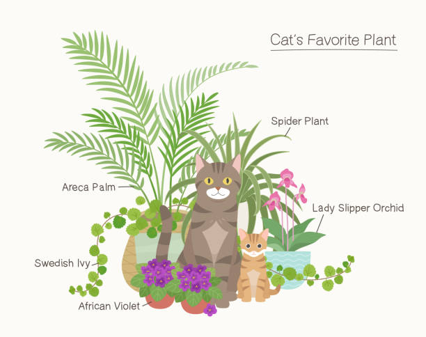 Plants that cats love vector design illustrations. spider plant animal stock illustrations