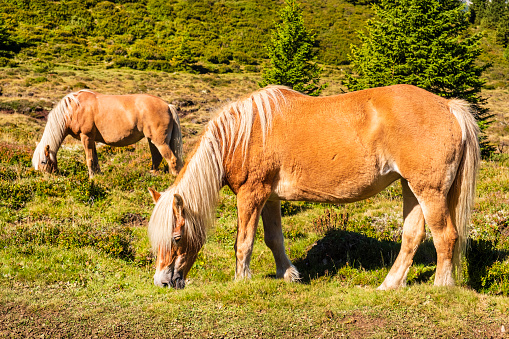 Horses grazing in the high pastures of South Tyrol, Italy