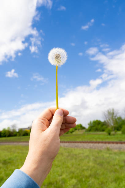 Male hand holding dandelion in the blue sky in the countryside