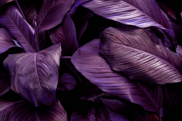 istock Full Frame of Spathiphyllum cannifolium Leaves Texture Background. 1319741009