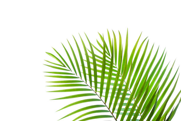istock tropical coconut palm leaf isolated on white background 1319741027