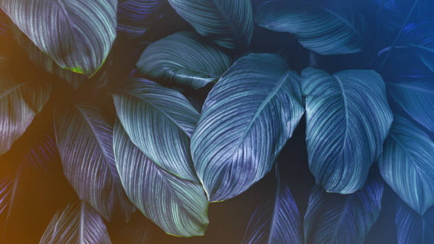 istock Full Frame of Spathiphyllum cannifolium Leaves Texture Background. 1319741028