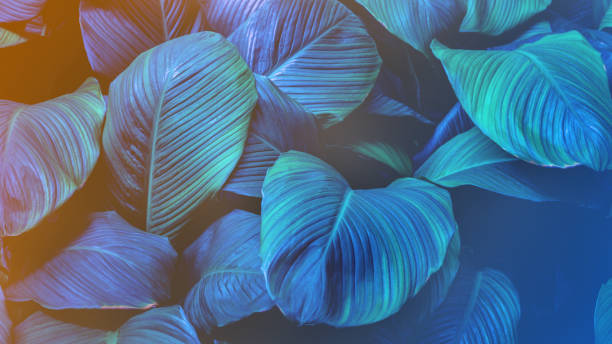 istock Full Frame of Spathiphyllum cannifolium Leaves Texture Background. 1319741049