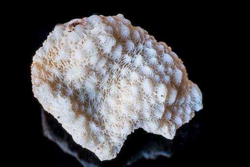 Closeup shot of the dried coral skeleton shell. High quality photo