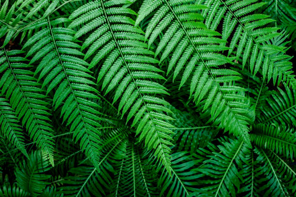 istock Full Frame of Green Leaves Texture Background. 1319741804