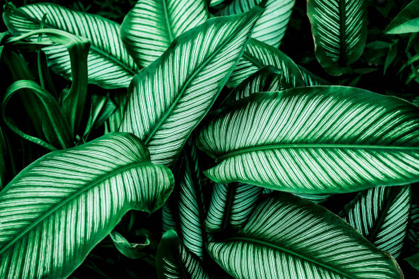 istock Full Frame of Green Leaves Texture Background. 1319741816
