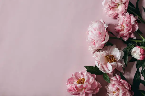 Photo of Moody decorative floral corner, banner made of peonies flowers, petals isolated on pink table background. Empty copy space. Flat lay, top view. Picture for blog. Summer wedding or birthday concept.