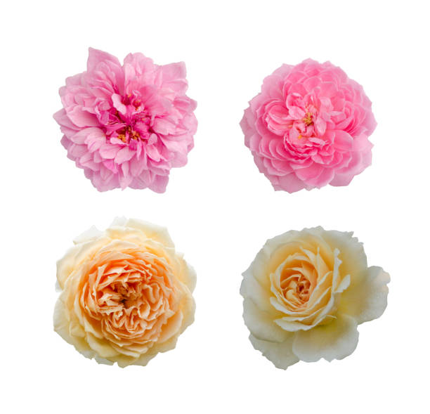 istock Flowers set of roses 1319743181