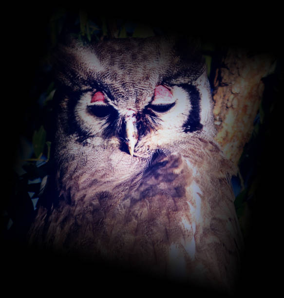 istock Verreaux's eagle-owl in Kruger National Park 1319743204