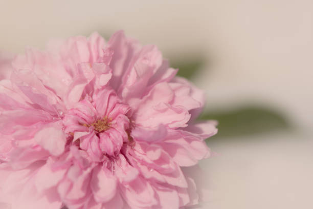 istock English rose soft background 1319744361