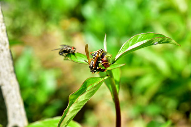 istock The wasp sits on a flower, close-up. 1319744802