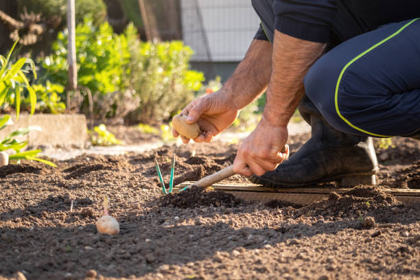 istock Potato seed and garden hoe 1319745089