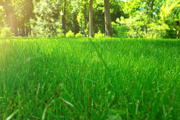 istock Fresh bright green grass on a sunny day. Close-up 1319746938