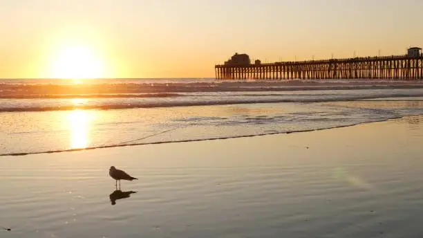 Wooden pier silhouette at sunset, California USA, Oceanside. Waterfront surfing resort, pacific ocean tropical beach. Summertime coastline vacations atmosphere. Seagull bird on low tide littoral sand.