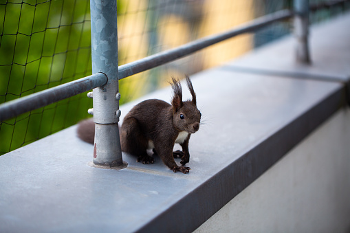 a native brown squirrel that makes its home in a park in the heart of a large city.