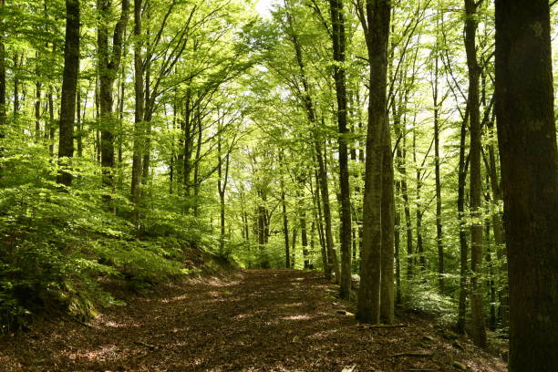 beautiful beech forest in the Apennine mountains near Arezzo. Italy stock photo