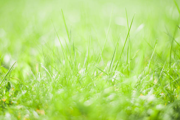 istock Fresh green grass background on a sunny day, close-up. Soft selective focus, blur. Abstract natural backdrop 1319751568
