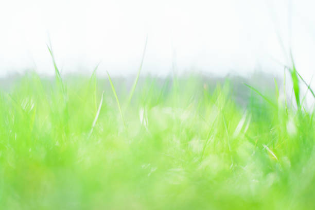istock Bright green grass on a sunny day. Soft focus, blur. Abstract natural backdrop, background 1319751617