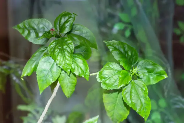 Branches of indoor tea-rose with leaves and flower buds on a blurred background, close-up in selective focus