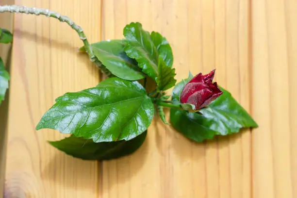 Branch of indoor tea-rose with leaves and partly budding flower on a blurred background of wooden surface, close-up in selective focus