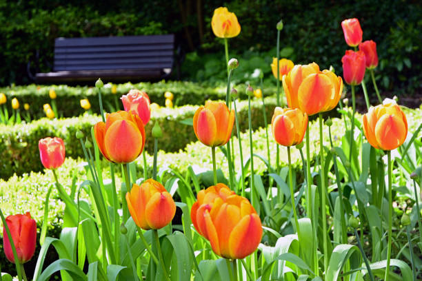 Spring Tulips stock photo