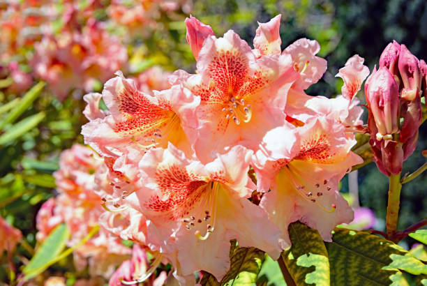 Orange rhododendron flowers stock photo
