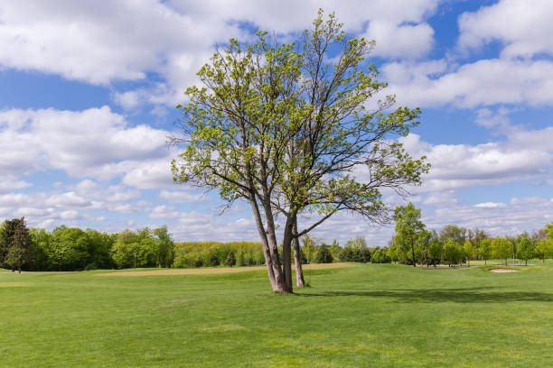 istock Single old trees among big glade in spring park 1319753187