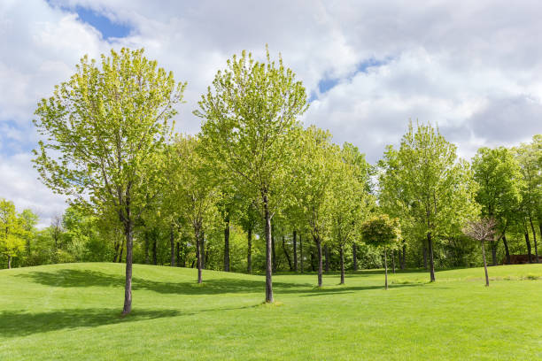 istock Rarely growing trees among big glade in spring park 1319753218