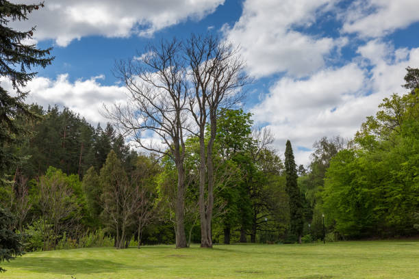 istock Old trees on edge of big glade in spring park 1319753252