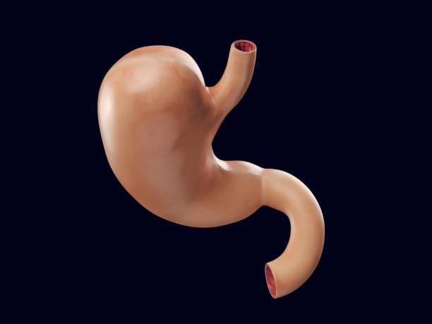 istock Anatomically accurate realistic 3d illustration of human internal organ - stomach 1319754377