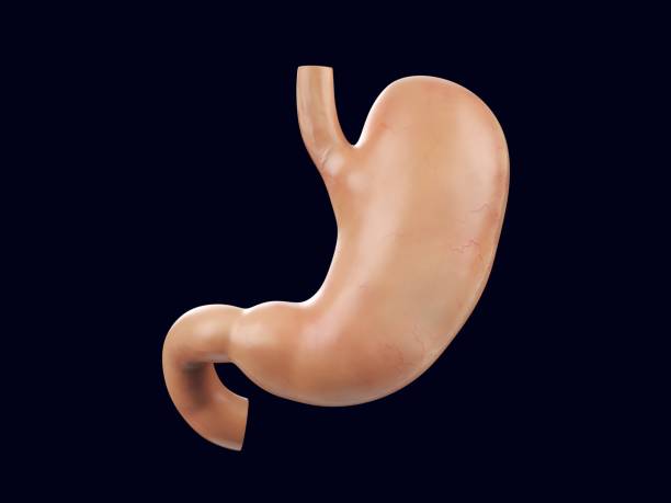 istock Anatomically accurate realistic 3d illustration of human internal organ - stomach 1319754410