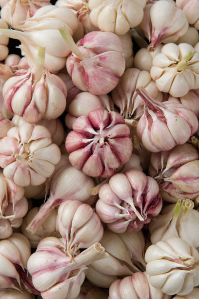 istock Garlic Cloves and Garlic Bulb background 1319755147