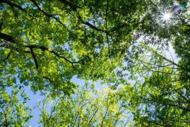 istock Fresh green trees and the blue sky peeking through 1319755374