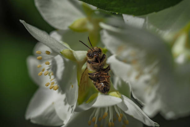 istock bee collecting pollen on white flower 1319755385