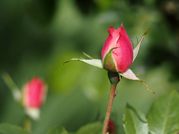 istock closed pink rose bud close up macro 1319755425