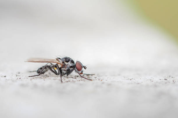 istock fly macro close up portrait isolated on white 1319755493