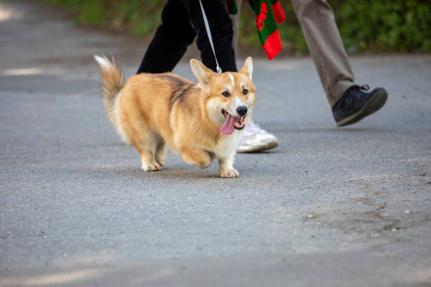 istock happy redhead young corgi on a leash for a walk