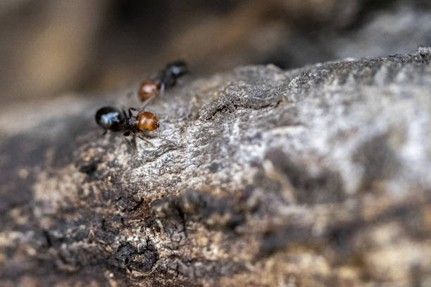 istock Red head ant honeypot Myrmecocystus close up macro 1319755725